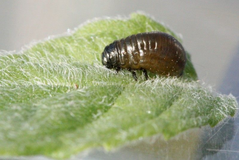 Larva di Timarcha sp.